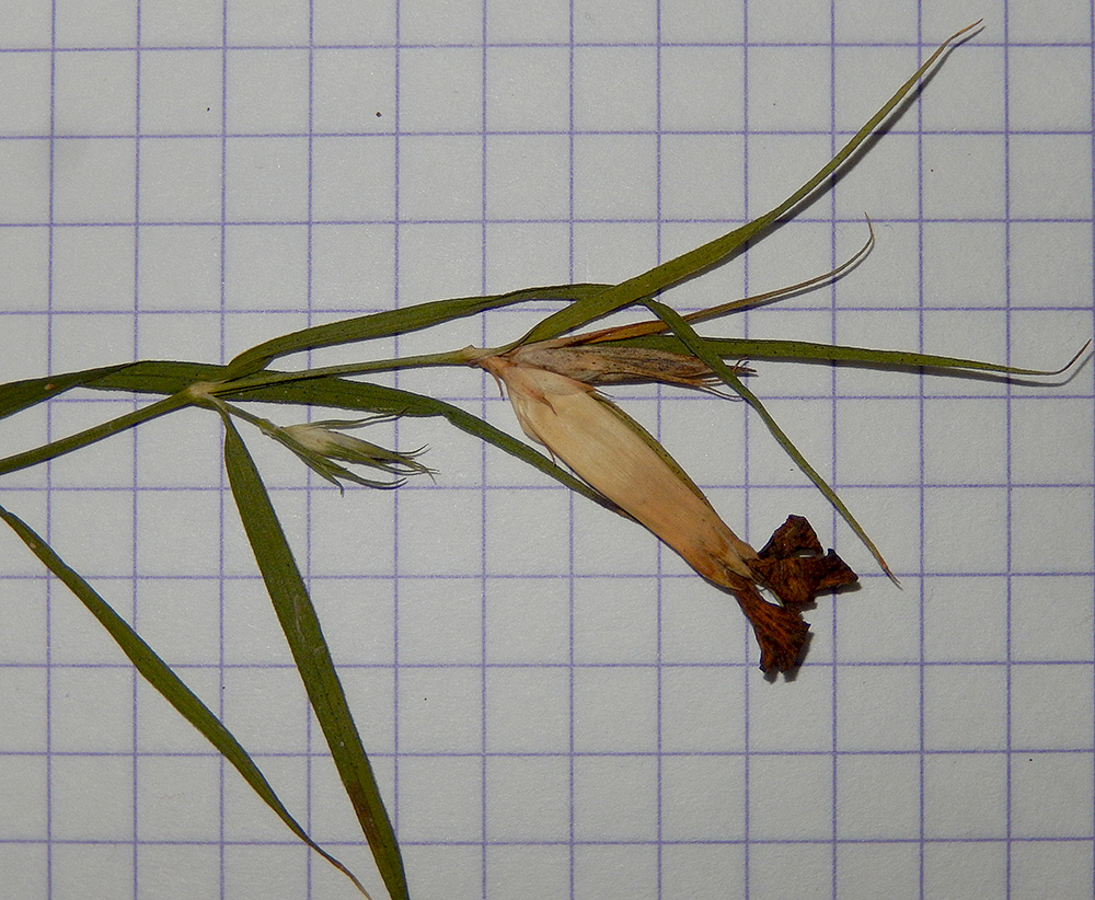 Image of Dianthus caucaseus specimen.