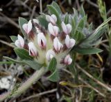 Anthyllis vulneraria ssp. rubriflora