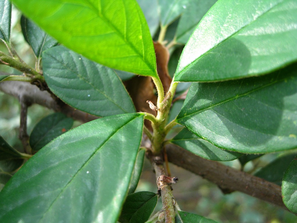 Изображение особи Cotoneaster lacteus.