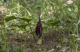 Arum elongatum