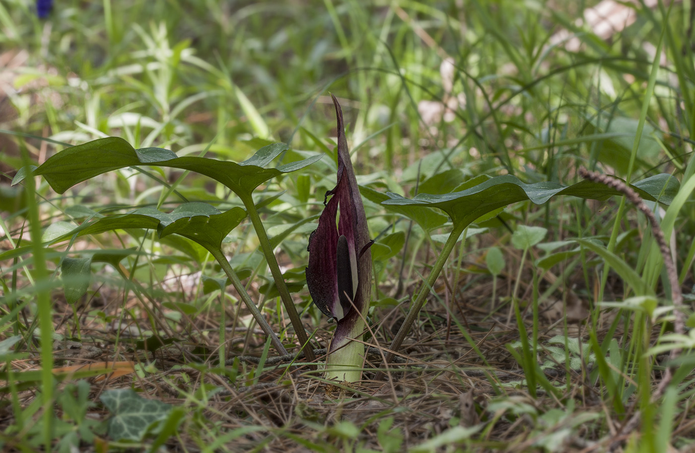 Изображение особи Arum elongatum.