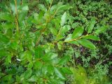 Salix phylicifolia. Молодая ветвь. Ямало-Ненецкий АО, Надымский р-н, пос. Приозёрный, правый берег р. Левая Хетта, край сфагнового болота в сыром хвойно-мелколиственном лесу. 14 июля 2016 г.