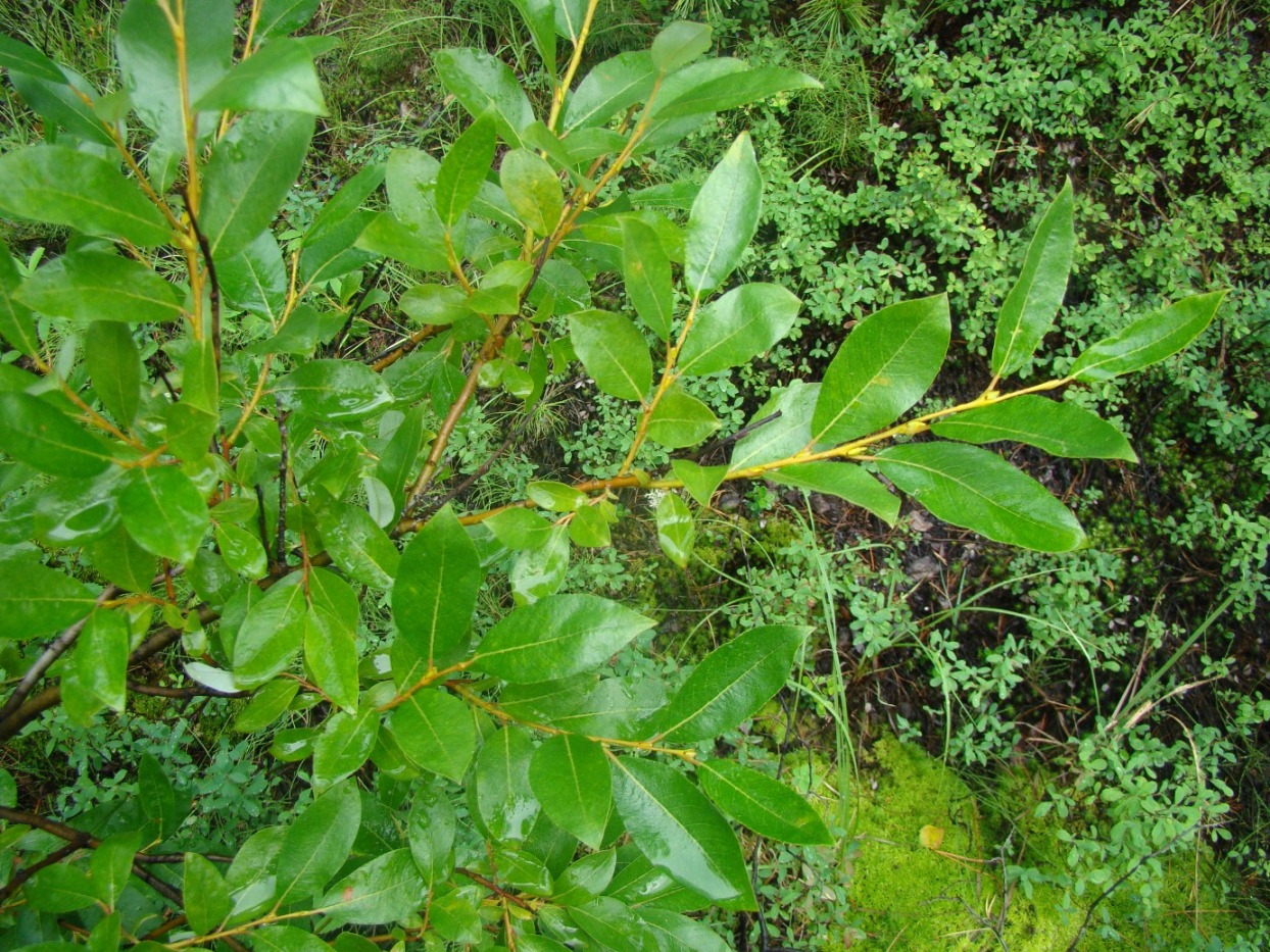 Image of Salix phylicifolia specimen.