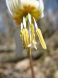 Erythronium caucasicum