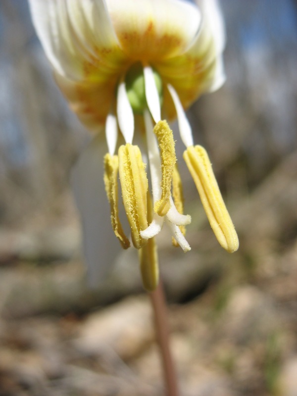 Изображение особи Erythronium caucasicum.