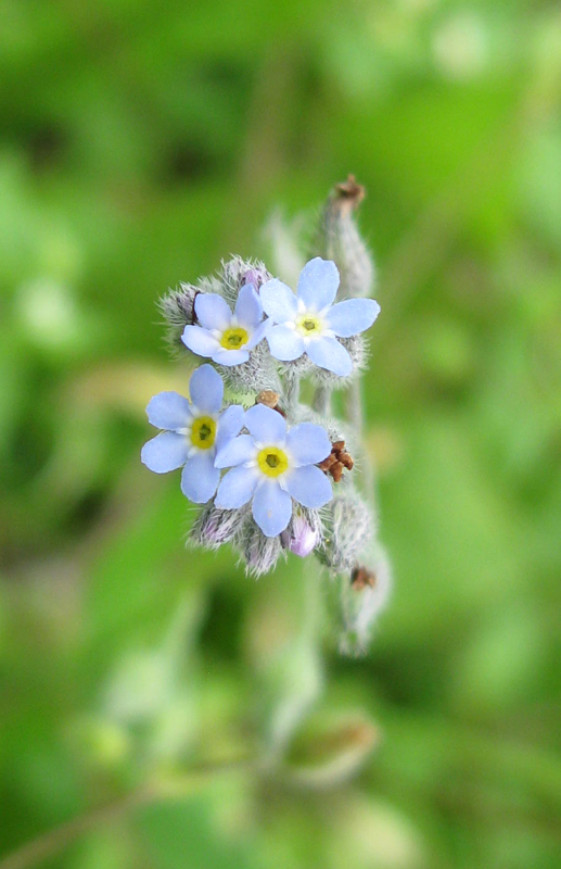 Изображение особи Myosotis arvensis.