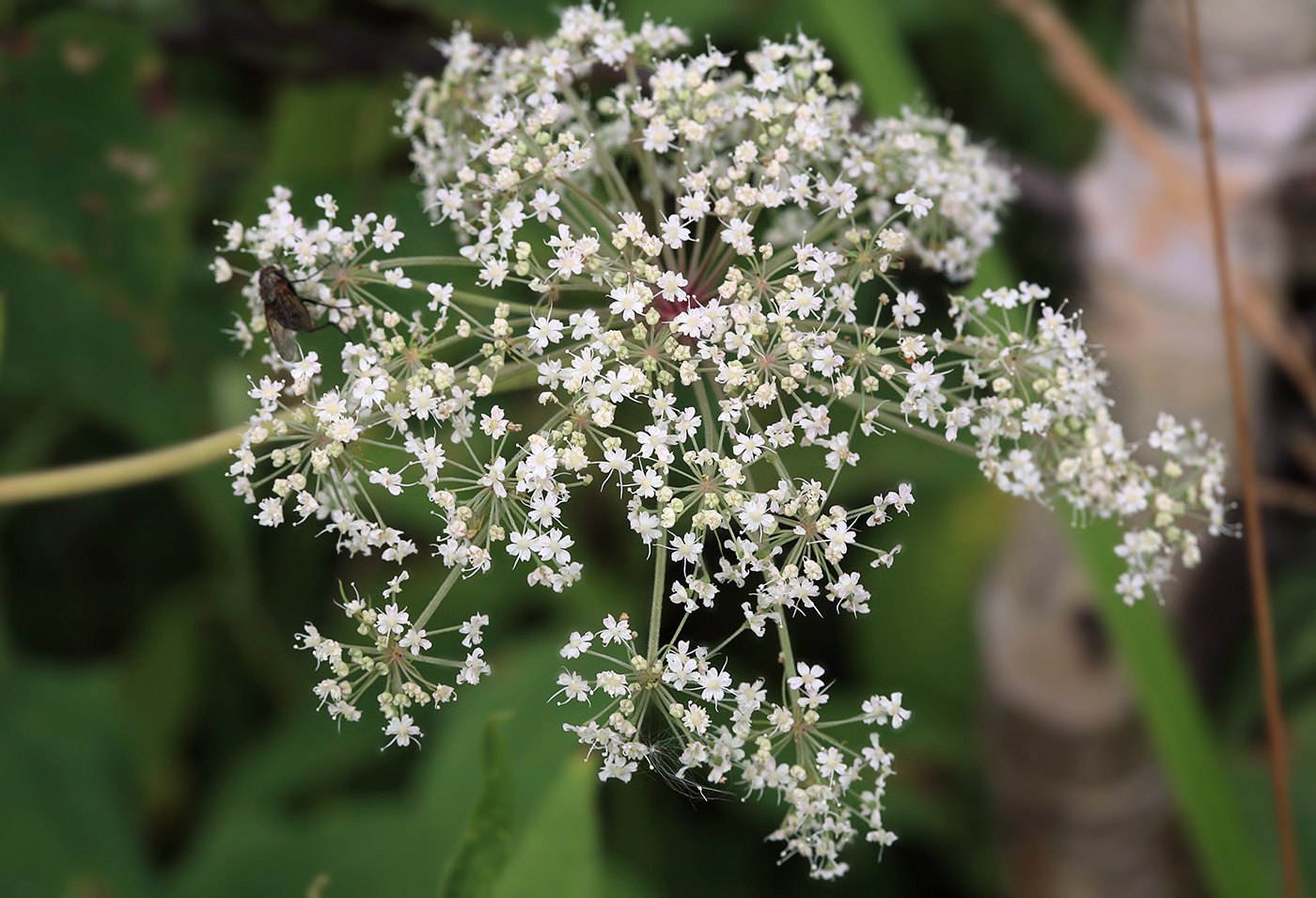 Image of Angelica genuflexa specimen.