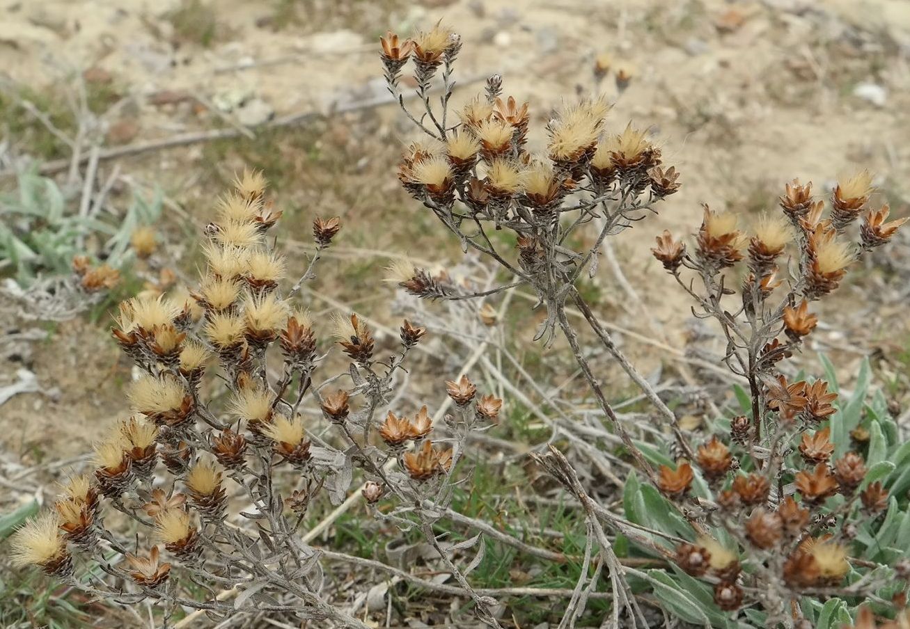 Image of Galatella villosa specimen.