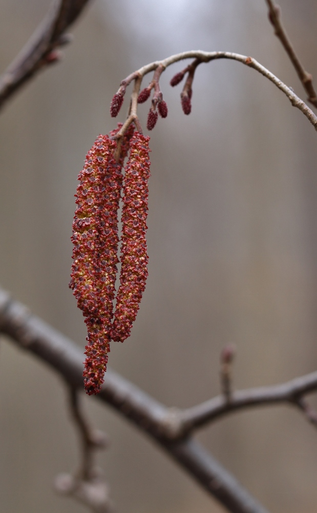 Image of Alnus hirsuta specimen.