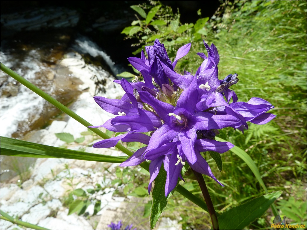 Image of Campanula glomerata specimen.