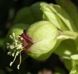 Helleborus foetidus