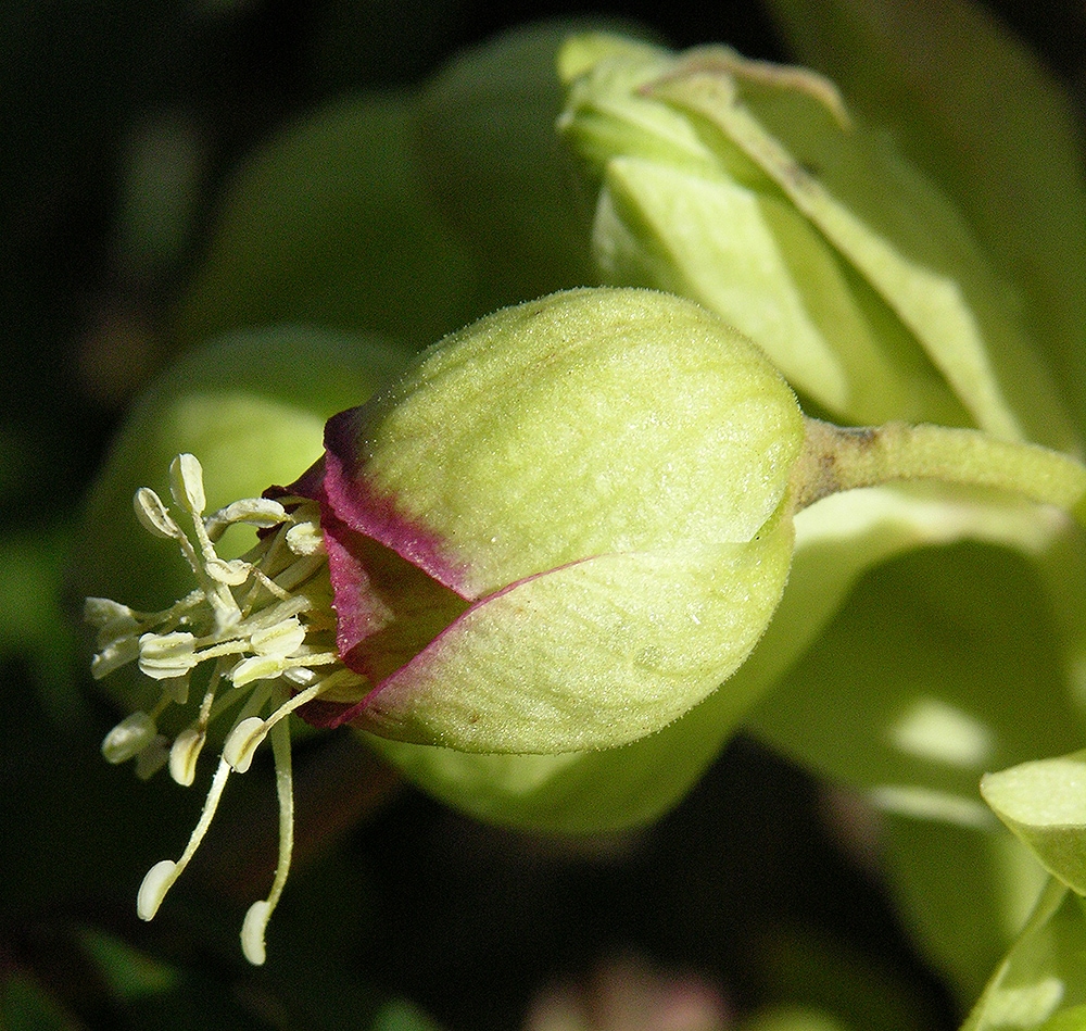 Изображение особи Helleborus foetidus.