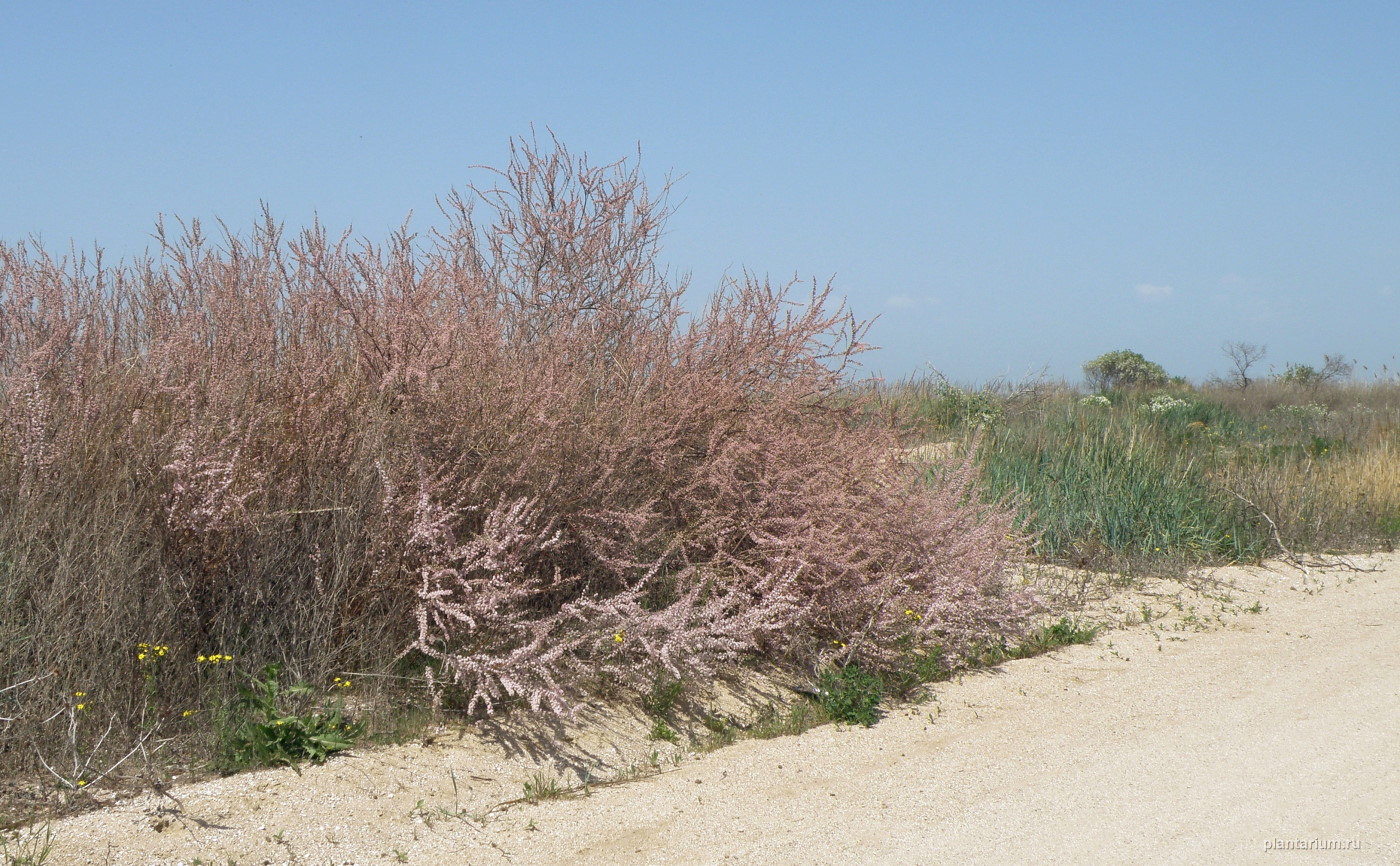 Image of Tamarix laxa specimen.