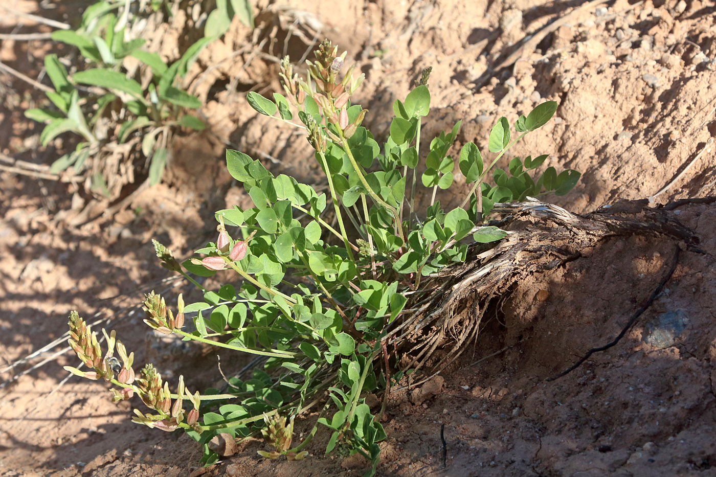 Изображение особи Astragalus megalomerus.