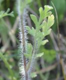 Papaver albiflorum