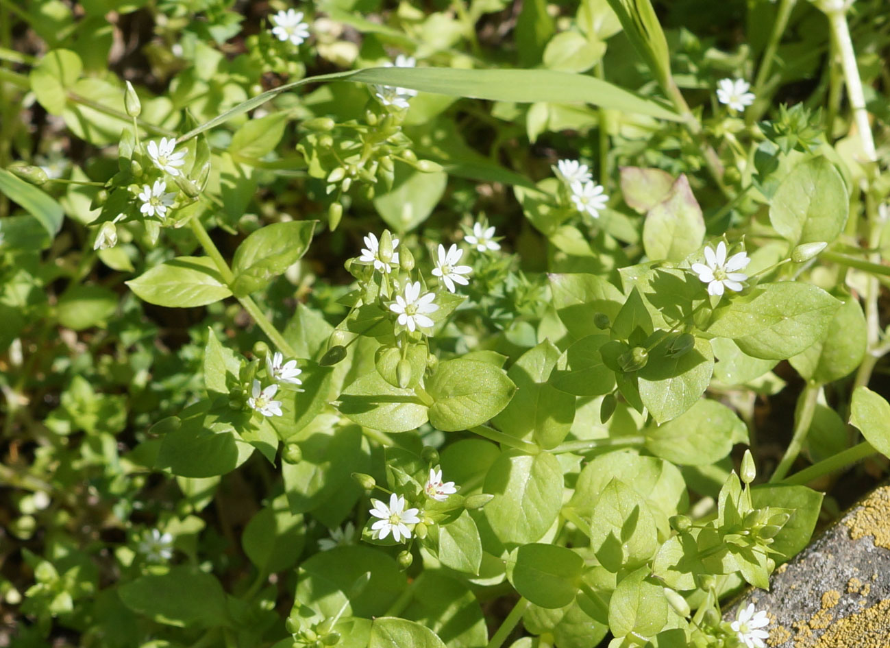 Image of Stellaria media specimen.