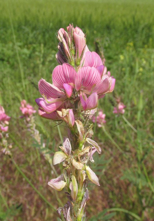 Image of genus Onobrychis specimen.