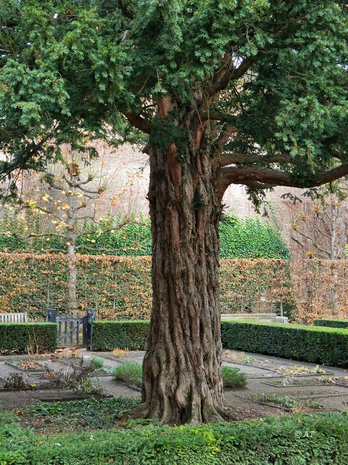 Image of genus Taxus specimen.