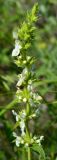 Stachys atherocalyx