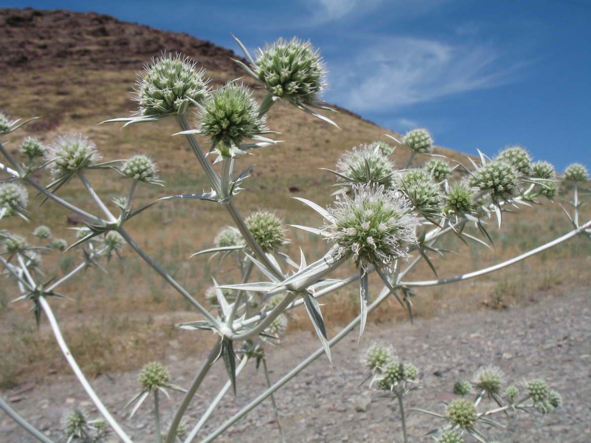 Image of Eryngium macrocalyx specimen.