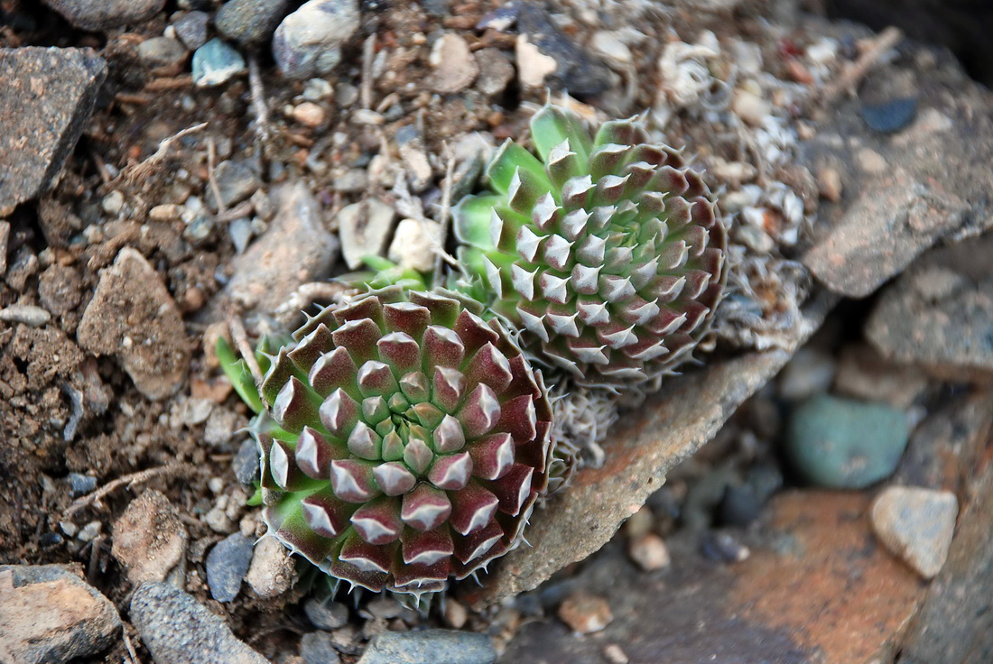 Изображение особи Orostachys thyrsiflora.