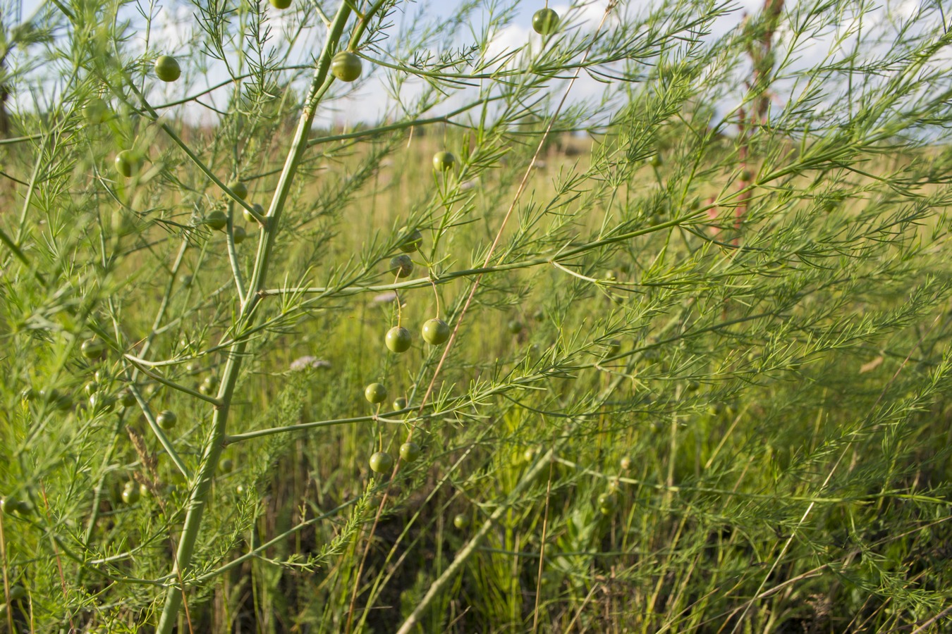 Image of Asparagus officinalis specimen.