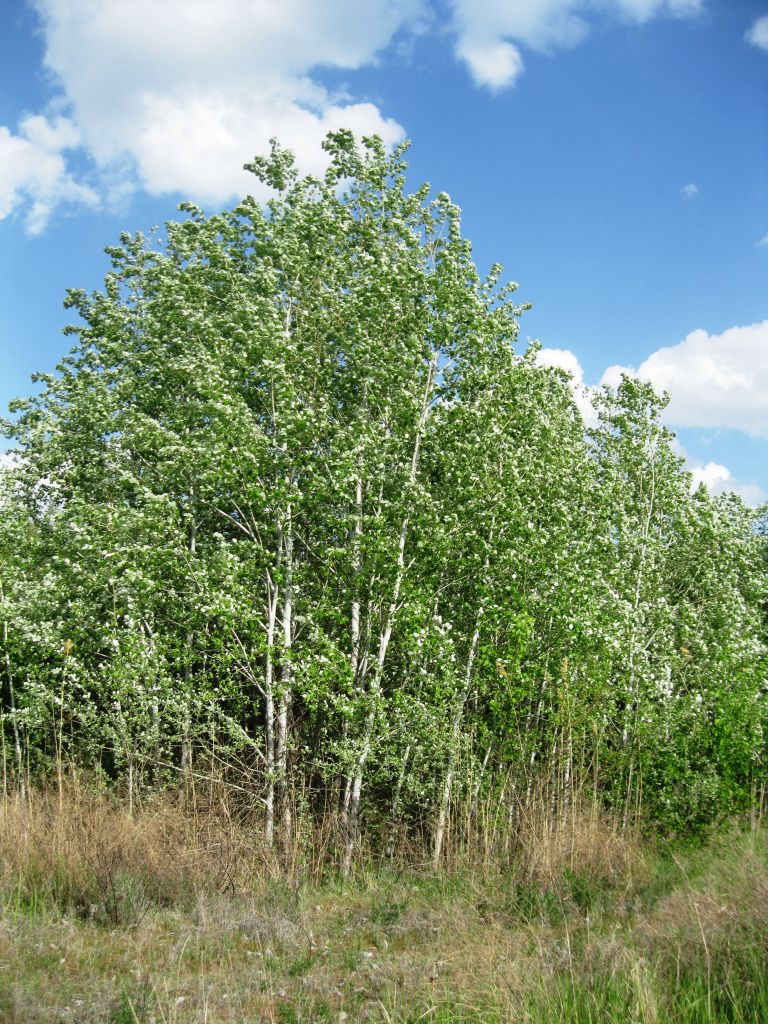 Image of Populus tremula specimen.