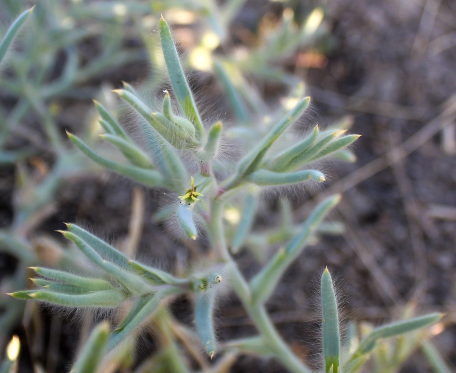 Image of Halimocnemis mollissima specimen.