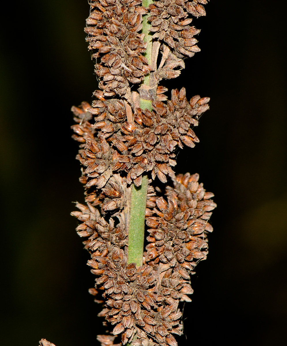 Изображение особи Elegia tectorum.