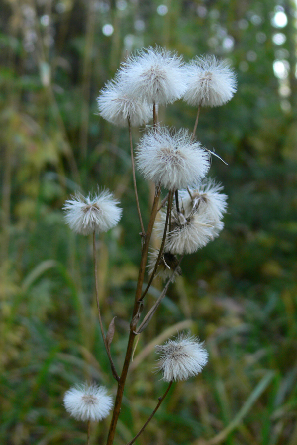 Image of Erigeron acris specimen.