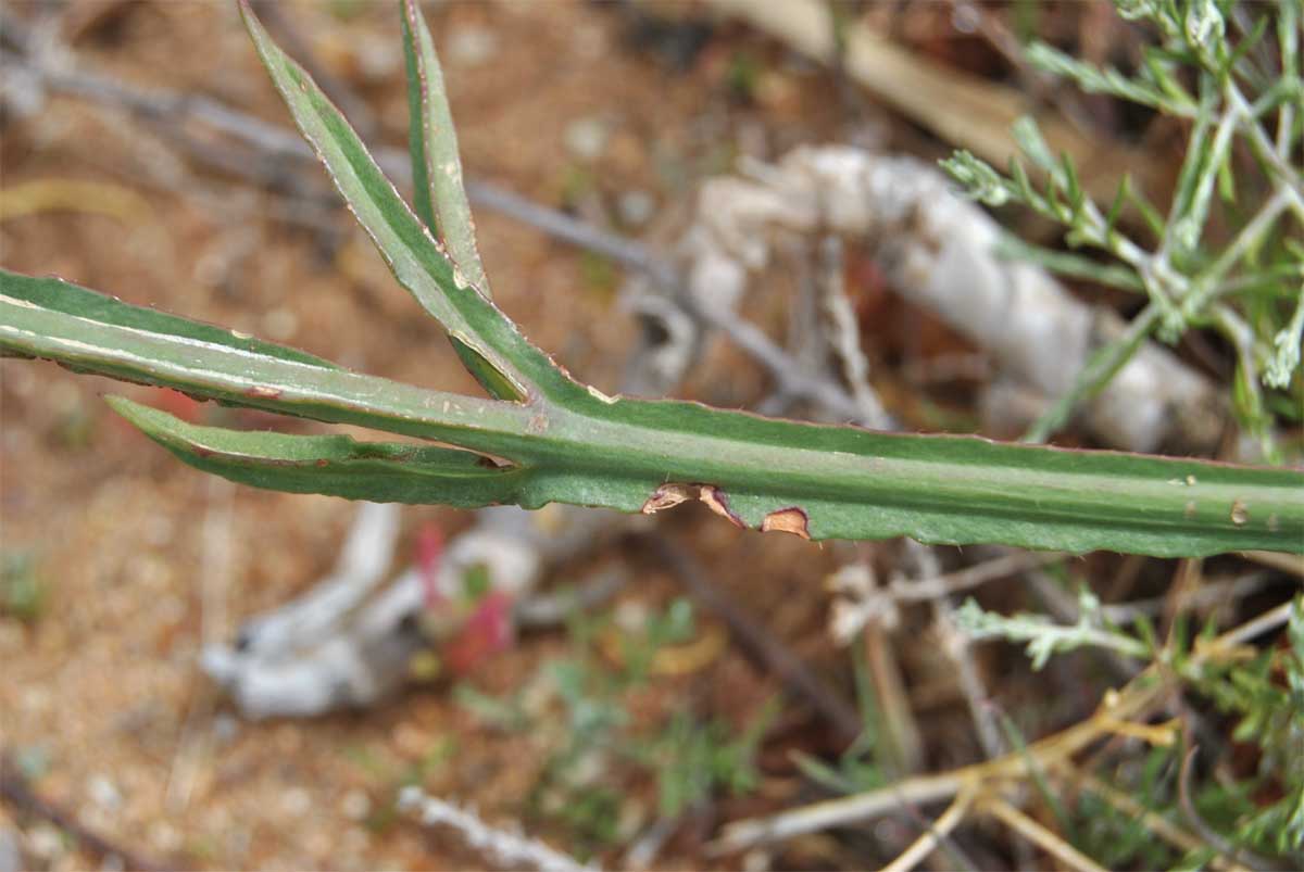 Image of Limonium sinuatum specimen.