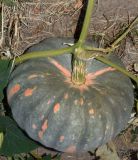 Cucurbita maxima