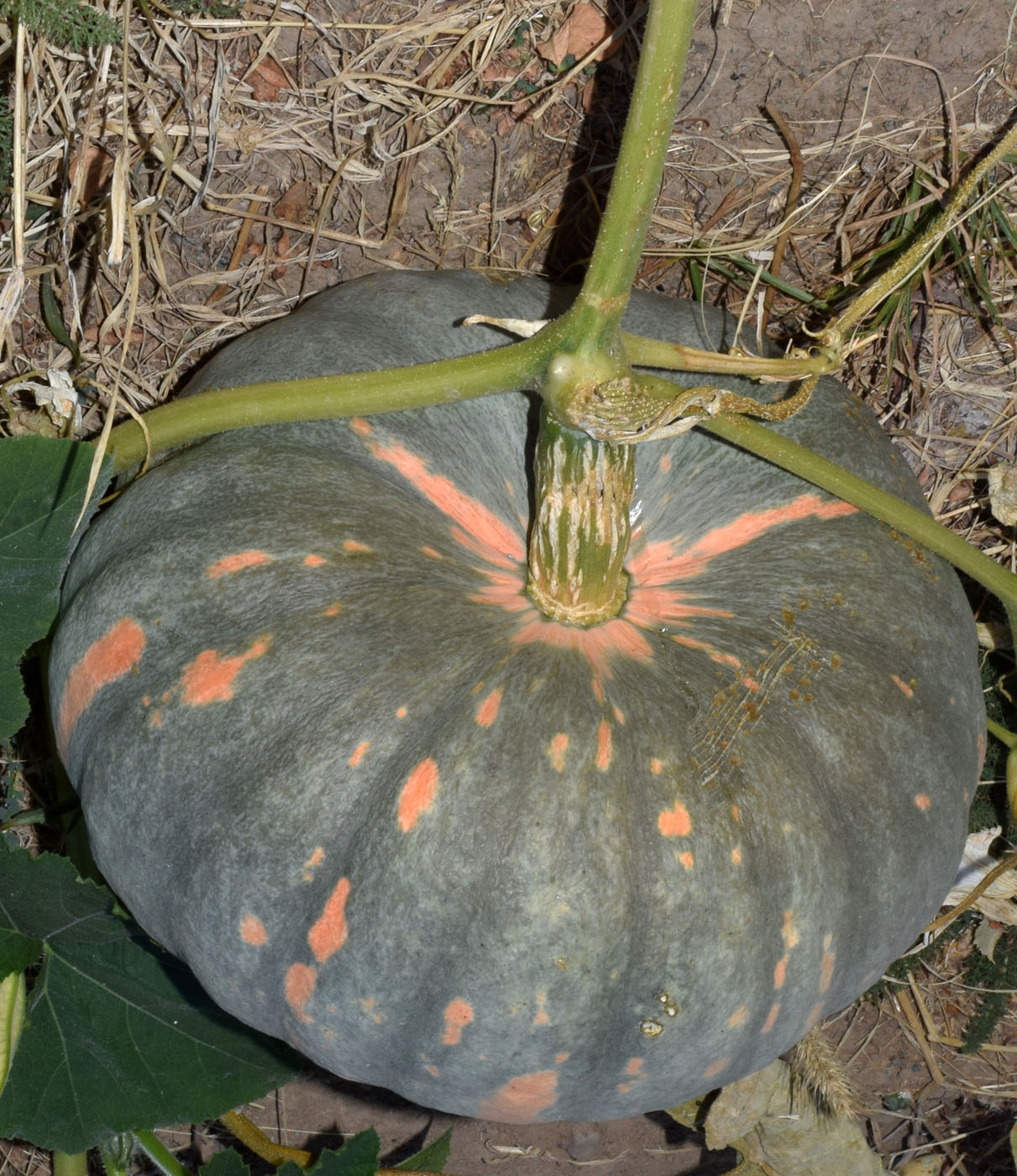 Image of Cucurbita maxima specimen.