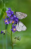 Polemonium caeruleum. Соцветие с кормящимися бабочками-боярышницами (Aporia crataegi). Республика Алтай, Шебалинский р-н, окр. с. Камлак, правый борт долины р. Сема, сосновый лес. 09.06.2017.