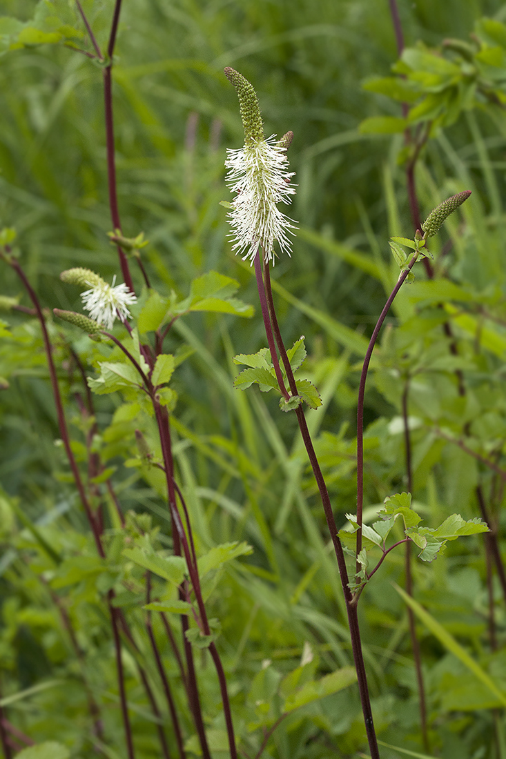 Изображение особи Sanguisorba stipulata.