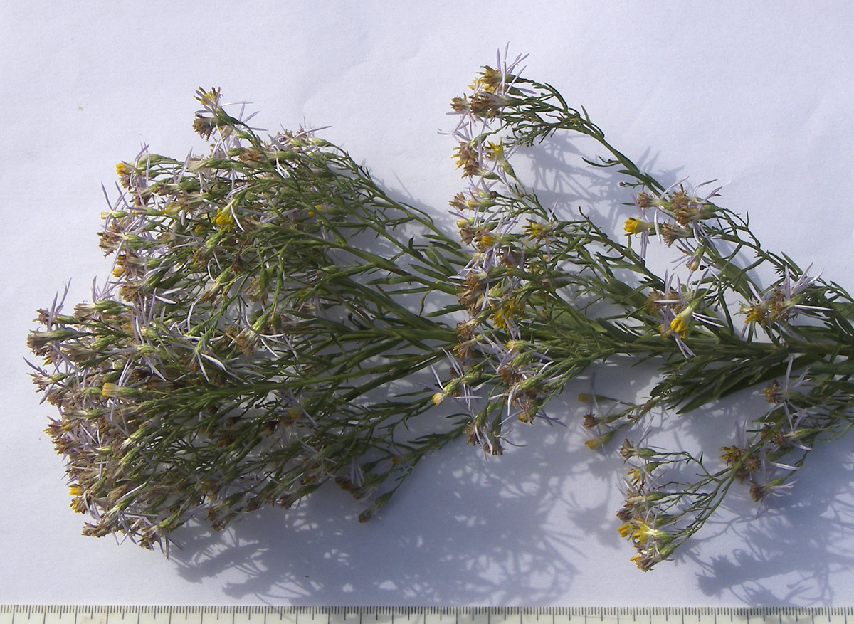Image of Galatella rossica specimen.
