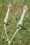 Scorzonera bracteosa