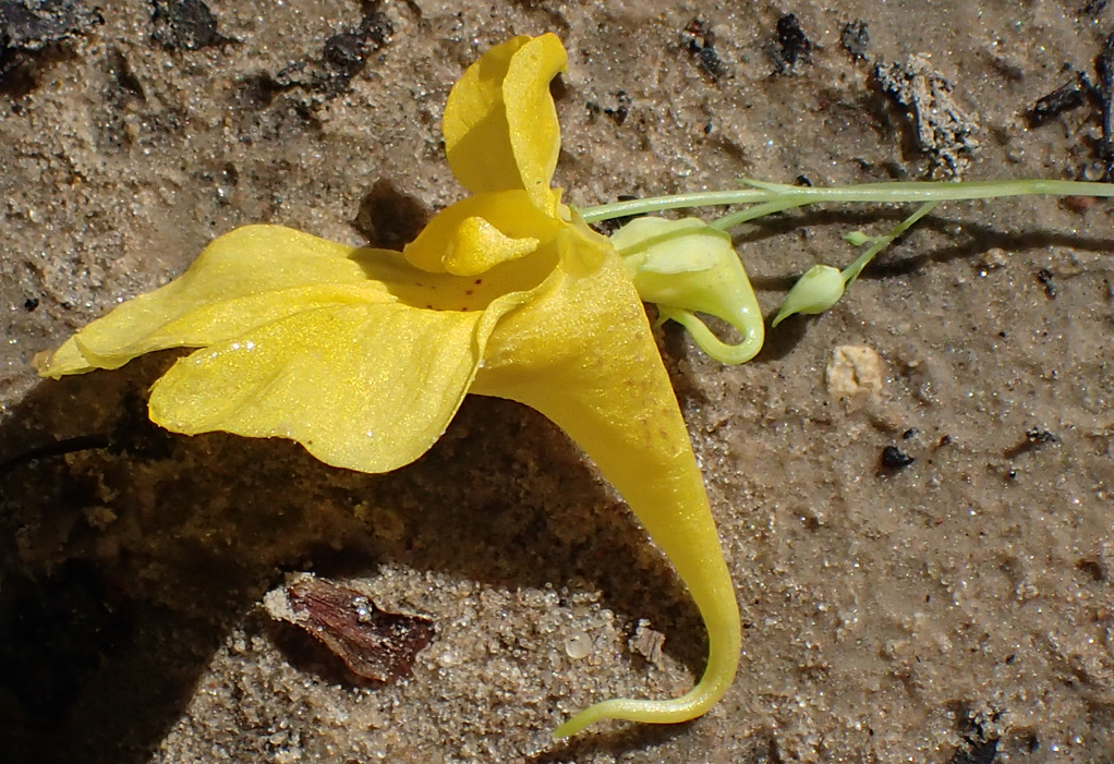 Image of Impatiens noli-tangere specimen.