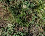 Allium stellerianum