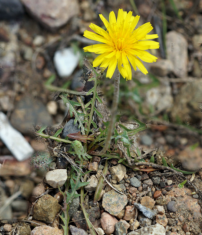 Изображение особи род Taraxacum.