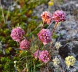 Armeria scabra. Соцветия. Чукотка, побережье бухты Провидения. 28.06.2014.