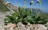 Valeriana alpestris