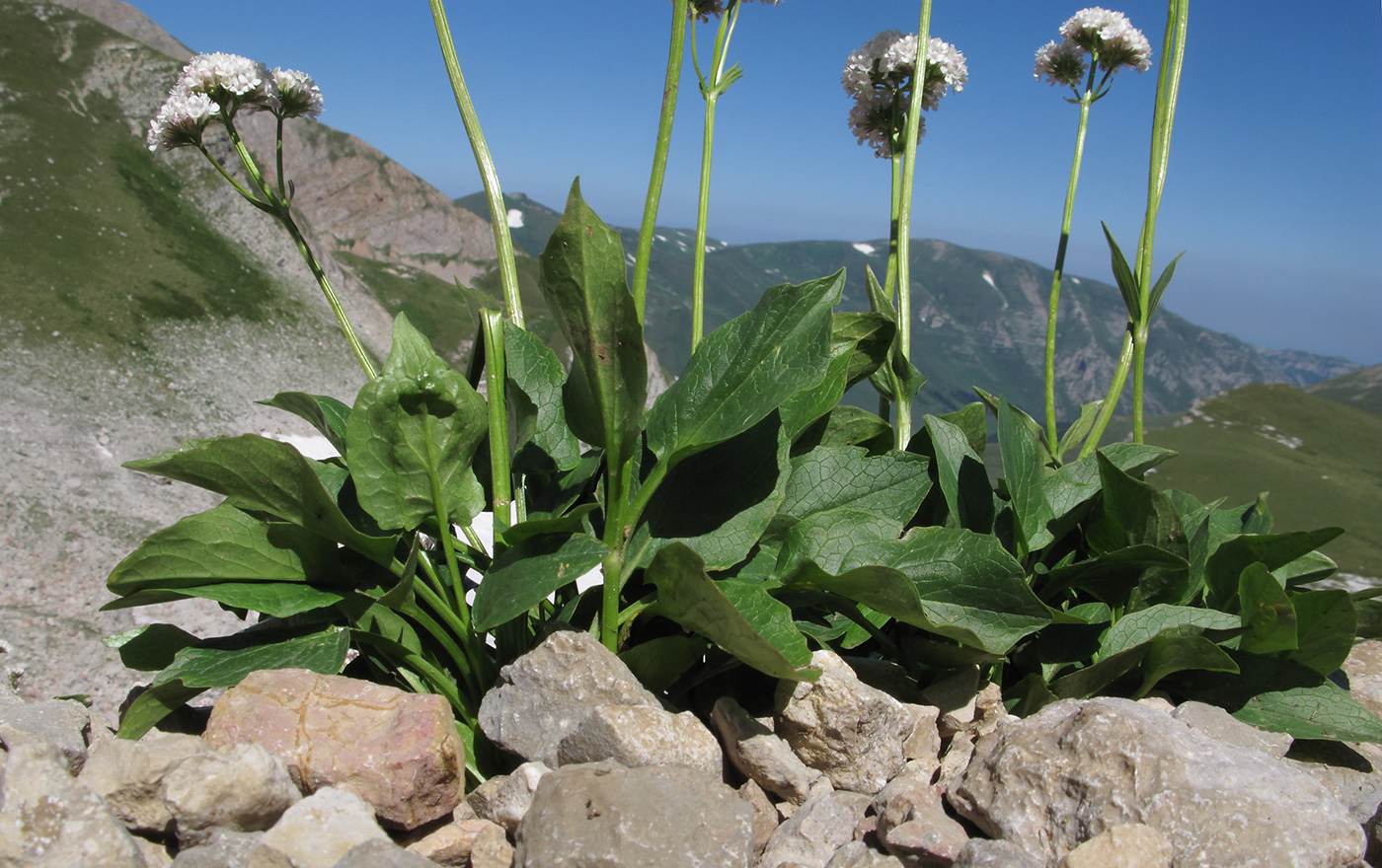 Image of Valeriana alpestris specimen.