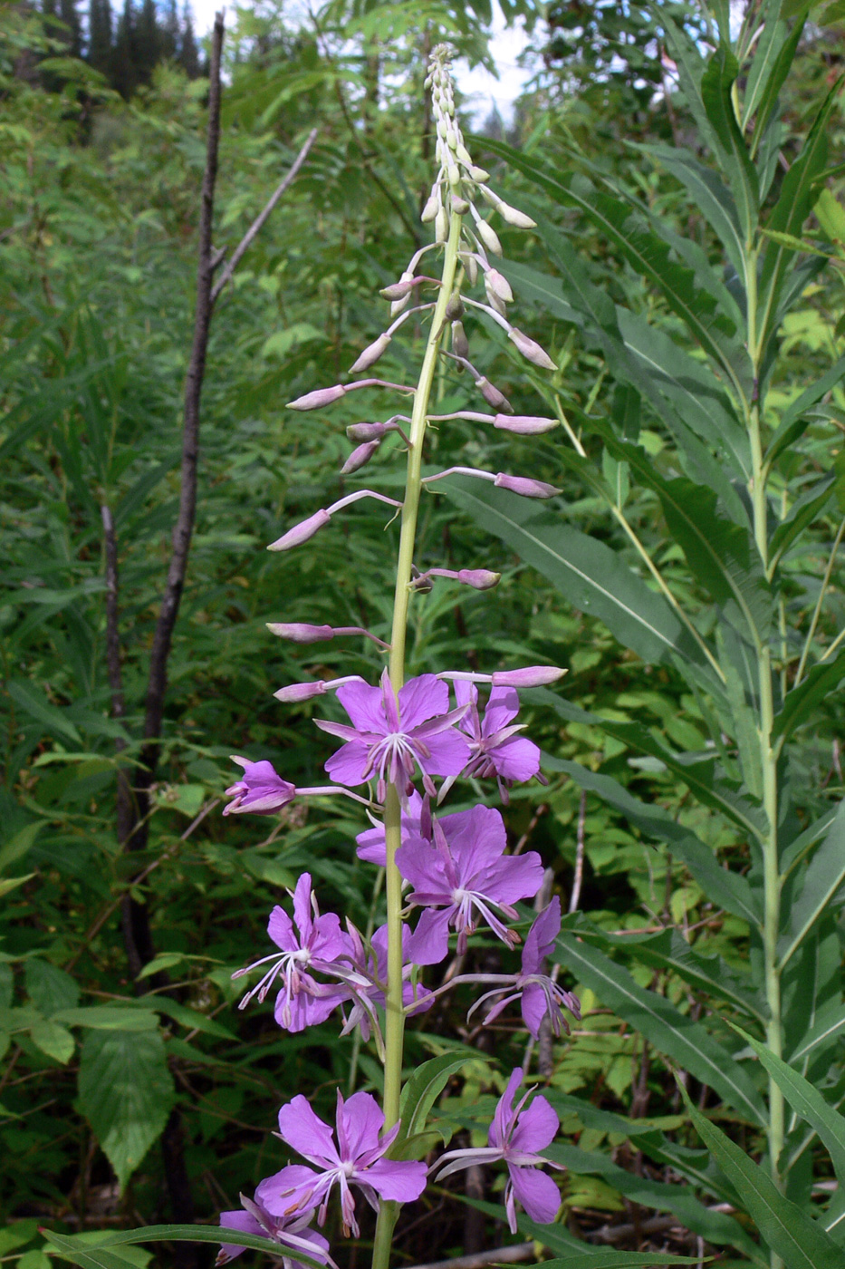 Изображение особи Chamaenerion angustifolium.