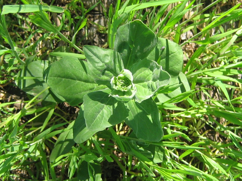 Image of Cardaria draba specimen.