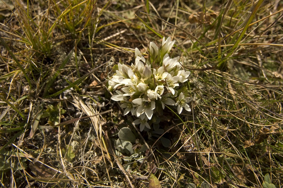 Image of Gentianella promethea specimen.