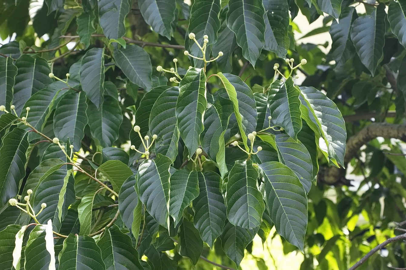 Изображение особи Camptotheca acuminata.