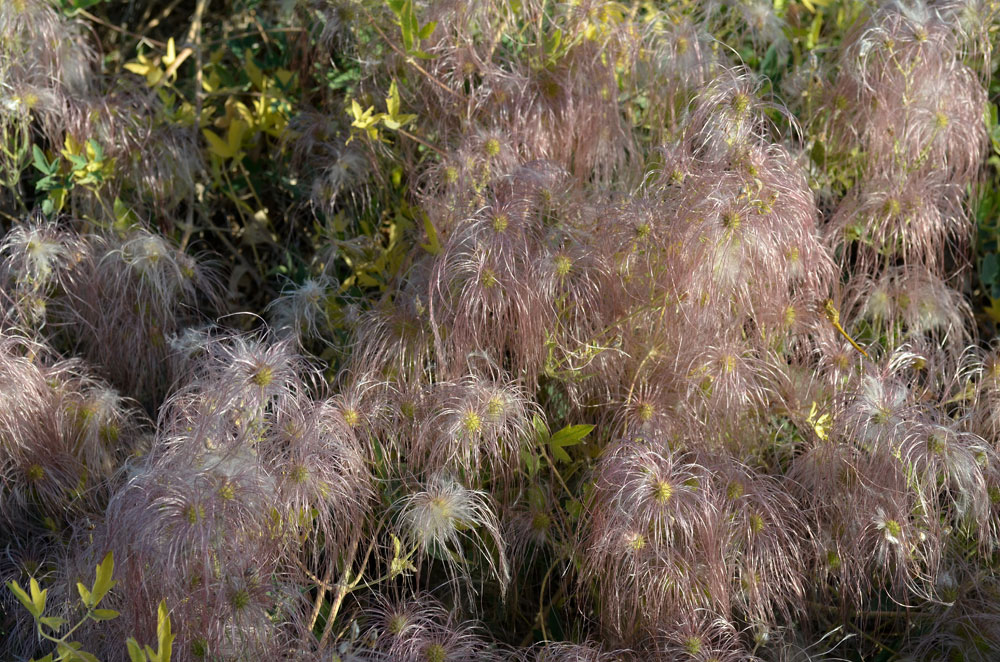 Image of Clematis orientalis specimen.