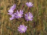 Lactuca tatarica