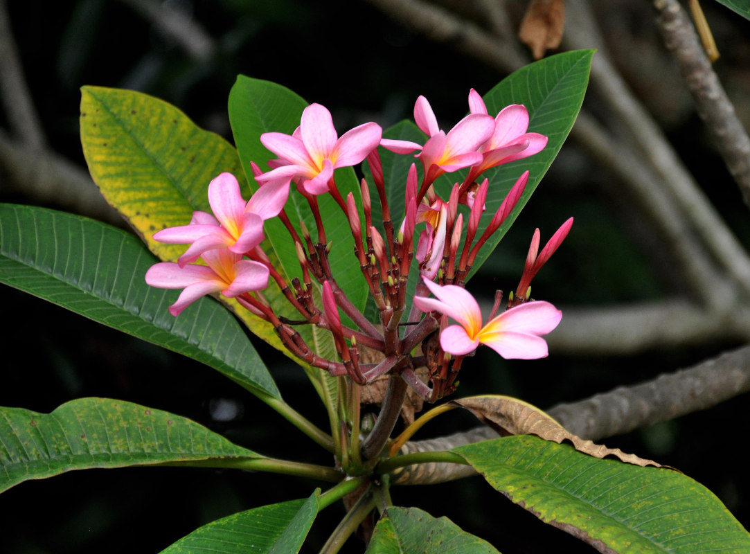 Изображение особи Plumeria rubra.